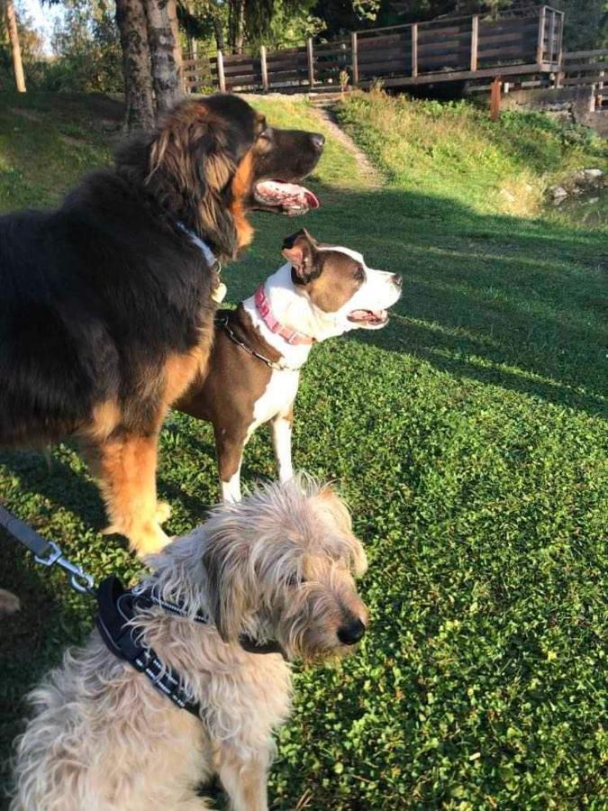 Holiday Guesthouse La Casina Di Butzi Pet Friendly - Terme Di Arta - Zoncolan Arta Terme Luaran gambar